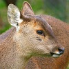 com.sepulkary.deer