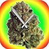com.smdev.weedclock