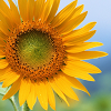 com.tdsoc.lw.sunflower