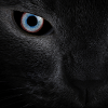 kikiapps.wallpaper.blackcat