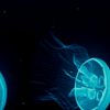 mobi.apkdownload.lwp.JellyFish