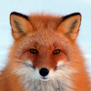 ru.belwh1sper.wallpaper.fox.full