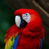 ru.belwh1sper.wallpaper.parrot.lite