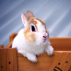 ru.belwh1sper.wallpaper.rabbit.lite
