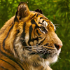 ru.belwh1sper.wallpaper.tiger.full